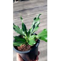 ราคา ต้นพลังเจ้าสัว ต้นบัลลังก์เจ้าสัว ต้นเจ้าสัวมหาเศรษฐี ต้นไม้มงคล กระถาง 4 5 นิ้ว ต้นละ 249บาท (9353736380)