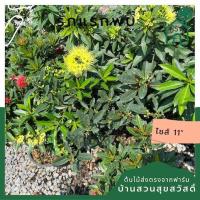 ราคา รักแรกพบ ต้นรักแรกพบ ไม้แดด ดอกใหญ่สวย นิยมใช้แต่งสวน (17297933397)