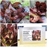 ราคา เมล็ดพันธุ์ ผักสลัด ซุปเปอร์เรดโรเมน Super Red Romaine Lettuce Seed 500 เมล็ด คุณภาพดี ราคาถูก ของแท้ (3725838530)