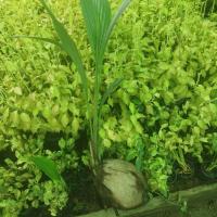 ราคา ต้นพันธุ์ มะพร้าวแกง ต้นละ 39 บาท มะพร้าวแกงเนื้อหนาทำอาหารอร่อย (14193456234)