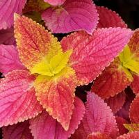ราคา 20 เมล็ด ฤษีผสม Coleus ฤๅษีผสม ไม้มงคล ต้นไม้เรียกทรัพย์ คุ้มครอง มีคู่มือปลูก สายพันธุ์ Alabama Sunset (21228274317)