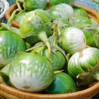 ราคา เมล็ดพันธุ์ เมล็ดมะเขือเปราะ ลายคางกบ มะเขือลายคางกบ 1100 เมล็ด 10 แถม 1 คละได้ (9117342729)