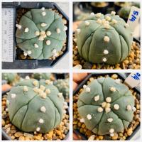 ราคา แอสโตรไฟตัม 5 พูแทรก มายริโอ ฟุกุริว 5 พู 6 พู Astrophytum myriostigma cactus แคคตัส กระบองเพชร (21305382383)