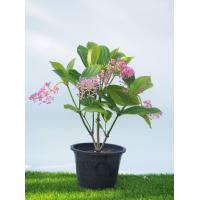 ราคา ต้นไข่มุกอันดามันไม้ประดับดอกสวยน่าปลูก (18158567233)