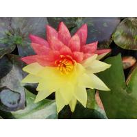 ราคา 5 เมล็ด บัวนอก บัวนำเข้า บัวสายพันธุ์ Wanvisa LOTUS Seeds สีแดง เหลือง บัวแคระ พันธุ์เล็ก จิ๋ว ปลูกในสภาพอากาศประเทศไทยได้ ขยายพันธุ์ง่ (19239322997)