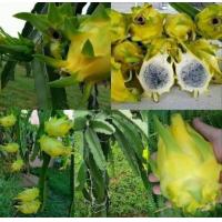 ราคา กิ่งพันธุ์แก้วมังกรอิสราเอล fruit from Israel ขึ้นชื่อว่าเป็นแก้วมังกรที่อร่อยที่สุดในโลก (1773912385)