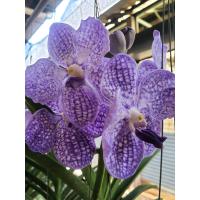 ราคา ต้นกล้วยไม้แวนด้า สีม่วง ฟ้ามุย ลูกผสม ส่งพร้อมกระถาง ติดดอกแล้ว (17674923654)