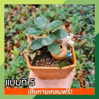 ราคา สวนถาดไม้มงคล ต้นไม้มงคล ไม้ดัด สวนถาด ต้นไม้จิ๋ว ตกแต่งบ้าน คอนโด ห้องนอน เสริมฮวงจุ้ย ช่วยเสริมสิริมงคลให้กับชีวิต (14229104285)