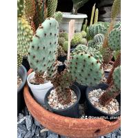 ราคา โอพันเทีย โอพันเทียรูฟีด้า Opuntia Rufida ใบกลมน่ารักดอทส้มแดง (21293298738)