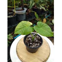 ราคา บอนหูช้างด่างเหลือง หูช้างด่างเหลือง Alocasia gageana aurea variegated (19510023951)