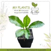 ราคา มะพร้าวทะเลทรายมินิ (19405936079)