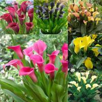 ราคา 20 เมล็ด ดอกคาลล่า ลิลลี่ รวมทุกสี คละสี ความสง่างามมาตั้งแต่ยุคโรมัน Calla Lily Seeds สายพันธุ์ Zantedeschia Mixed Collection (21184053074)