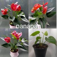 ราคา พร้อมส่ง โปรโมชั่น หน้าวัว ต้นกล้า ต้นเล็ก หน้าวัวแดง ดอกหน้าวัว ดอกหน้าวัวแดง ดอกสีแดงสด ปรีสีเหลือง สายพันธุ์ดวงสมร สินค้าพร้อมส่ง ส่งทั่วประเทศ พรรณ ไม้ น้ำ พรรณ ไม้ ทุก ชนิด พรรณ ไม้ น้ำ สวยงาม พร