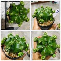 ราคา ยิมโนแม่ลูกดก Gymnocalycium anisitsii damsii cactus กระบองเพชร แคคตัส (19591540714)