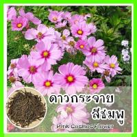 ราคา พร้อมส่ง รหัส 016 เมล็ดพันธุ์แท้ OP ดาวกระจายสีชมพู Pink Cosmos Flower ดาวกระจาย สีชมพูล้วน สีสวย ดอกดก ปลูกง่าย ออกดอกตลอดทั้งปี ปลูกดอกไม้ (5963706299)