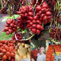 ราคา สละสุมาลี สดๆจากสวน สวนกิจจา สละคุณภาพ ผลไม้สด คุณภาพดี (20202499472)