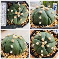 ราคา แอสโตรไฟตัม 5 พูแทรก มายริโอ ฟุกุริว 5 พู 6 พู Astrophytum myriostigma cactus แคคตัส กระบองเพชร (21103104868)