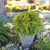 ราคา 20 เมล็ด ฤษีผสม Coleus ฤๅษีผสม ไม้มงคล ต้นไม้เรียกทรัพย์ นำโชค คุ้มครอง สายพันธุ์ Main Street River Walk (21227799476)