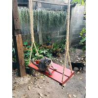 ราคา พร้อมส่งจ้า ชิงช้าไม้ขนาด 30cm 70cm ฟรีเชือกใหญ่16มิล ข้างละ 6 เมตร (16537082326)