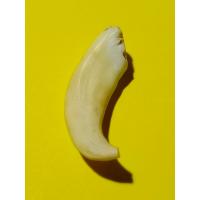 ราคา เขี้ยวหมูตัน เครื่องราง หากินเก่ง หากินคล่อง ของเก่าบ้านๆ ยาว 3 5 x 1 ซ ม (15305330068)