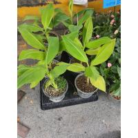 ราคา กล้วยเขียวอินโด ลุ้นผลแดง จากแม่แดงอินโด สูง30ซม ส่งพร้อมกระถาง ตามรูป (17794257941)