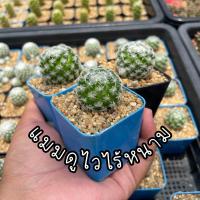 ราคา แมมดูไว ไร้หนาม ขนาดต้น 3cm (20685109146)