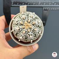 ราคา แอสโตรไฟตัม คาบูโตะ Astrophytum Kabuto แคคตัส กระบองเพชร cactus succulent (6064986659)