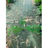 ราคา นนทรีป่า เปลือกต้นนำไปเคี่ยวเข้าน้ำมันเป็นยานวดแก้ตะคริว แก้กล้ามเนื้ออักเสบ พร้อมปลูกในถุงดำละ 39 บาท (18235665343)