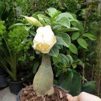 ราคา ต้นชวนชม ดอกซ้อน สีเหลืองอ่อน ทรงบอนไซ ชวนชมบอนไซ ซินแสเป็นหนึ่งแนะ ชวนชมเป็นไม้มงคลปลูกแล้วรับทรัพย์ รับโชค รับความสุข ปลูกไว้ในบ้านจะทำให้คนในบ้านได้รับความนิยมชมชอบ มีเสน่ห์ มีชื่อเสียง ขนาดและดอกต