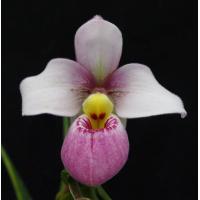 ราคา 30 เมล็ดพันธุ์ เมล็ดดอกกล้วยไม้ กล้วยไม้ กล้วยไม้เอื้อง Phragmipedium Orchids Orchid flower seeds อัตราการงอก 80 85 (11650058857)