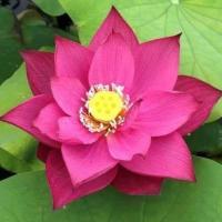 ราคา บัวหลวงสีชมพูนำเข้า Pink Peony เมล็ดบัวดอกสีชมพุ ดอกใหญ่ ของแท้ 100 เมล็ดพันธ์ุบัว ดอกบัว ปลูกบัว เม็ดบัว สวนบัว Pink Lotus Waterlily seeds 8 เมล็ด (20986938495)