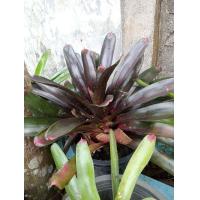 ราคา ลดล้างสต็อค สับปะรดสี เส้นกลางกอ30 40cmไซส์ใหญ่ ถอนล้างราก ไม้มงคล ต้นสับปะรดสี สับปะรดสียักษ์ดำ สับปะรดสีนีโอซันคิง (18560048383)