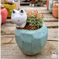ราคา กระถางเหลี่ยมลายสัตว์น้อย กระถางดินเผาเคลือบสี ไม้อวบน้ำ กุหลาบหิน cactus succulentหลากหลายสายพันธ์ (4528578431)