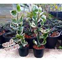 ราคา ต้นนกน้อยนำโชคใบด่าง ต้นกวักเงินกวักทอง ต้นไม้มงคล สวยงาม ใบสวย (9684361625)