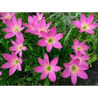 ราคา บัวดิน สีชมพู Zephyranthes grandiflora 20 หัว ชุด ชื่ออื่นๆ ว่านขุนแผนสะกดทัพ บัวจีน บัวฝรั่ง บัวสวรรค์ (814484868)