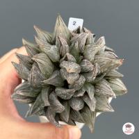 ราคา Haworthia Atrofusca Mutant ฮาโวเทีย ไม้อวบน้ำ กุหลาบหิน cactus succulentหลากหลายสายพันธุ์ (7160982970)