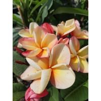 ราคา ลีลาวดี สายพันธุ์ Morning star ลีลาวดีสีเหลือง ไส้ดอกสีน้ำตาล สูง 40 50 ซม ในกระถาง 11 นิ้ว ช่อใหญ่ ดอกใหญ่ ถ้าได้รับแสงแดด (12537927820)