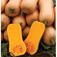 ราคา เมล็ดฟักทอง บัตเตอร์นัท Waltham Butternut Squash บรรจุชุดละ 10 เมล็ด (10009535783)