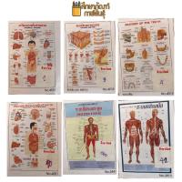 ราคา การแพทย์ สุขภาพ ร่างกาย กล้ามเนื้อ ภาพโปสเตอร์ โปสเตอร์การศึกษา แผ่นภาพสื่อการเรียนการสอน (19733460195)