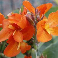 ราคา 20 เมล็ด ดอกไม้ ดอกพุทธรักษา สายพันธุ์แคระ ไม้ดอกทรงคุณค่าที่ช่วยให้มีแต่ความร่มเย็น Cannaceae Canna Seeds สายพันธุ์ Orange Beauty (21321540676)