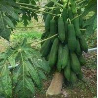 ราคา 100 เมล็ด มะละกอ ผลไม้ Papaya Seeds สายพันธุ์ มะละกอแขกนวล (21166625250)