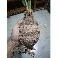 ราคา ปรง ขนาดใหญ่ รอบหัว25cm ส่งเฉพาะหัวไม่มีใบ หัวปรง (12831611423)