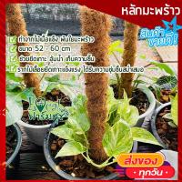 ราคา ไม้หลัก หลักไม้เลื้อย หลักมะพร้าว ช่วยยึดเกาะ เก็บความชื้น หลักต้นไม้ หลักพันต้นไม้ ไม้หลักมะพร้าว ไม้ค้ำต้นไม้ ยาว 52 cm homes (9445189926)