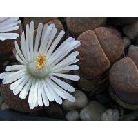 ราคา 15 เมล็ด ไลทอป กระบองเพชร ไม้อวบน้ำ กุหลาบหิน แคคตัส Living Stones Lithops Castus สายพันธุ์ lesliei v Albiflora (19905353417)