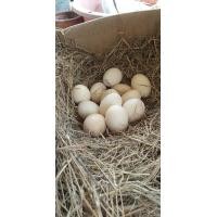 ราคา ไข่เชื้อ ไก่ชนไซง่อน 100 พ่อพันธุ์รอยโต กระดูกโครงสร้างใหญ่ 4 กิโลกรัม (21173101214)