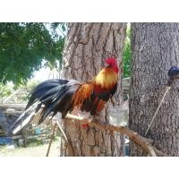 ราคา ไข่เชื้อ ไข่มีเชื้อ ไก่แจ้ ไก่ต่อ ไก่ป่า ไข่ไก่สำหรับฟัก (19040619715)