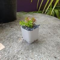 ราคา ต้นไม้มินิมอล ต้นไม้ปลอม 3ต้น 100 ตั้งโต๊ะทำงาน โต๊ะเรียน แต่งห้อง แต่งโต๊ะทำงาน แต่งบ้าน พร้อมส่ง ทำเองหมด (16348419662)