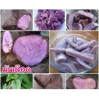 ราคา มันเลือด มันสีม่วง มันเลือดนก มันเลือดหมู (11060967296)