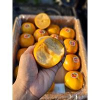 ราคา ลูกพลับสด พลับสด พลับเกาหลี หวานฉ่ำไม่ติดฝาด 40 45 ลูก จัดส่งฟรี (20811950402)