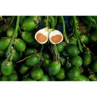 ราคา หมาก ลูกหมาก หมากสด หมากเคี้ยว หมากคุณยาย ขนาด500กรัม 250 บาท (4153154994)